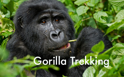 gorilla-trekking.jpg