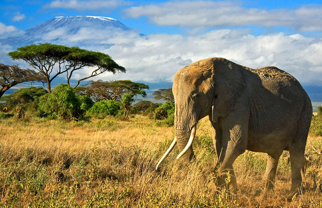 kenya-amboseli.jpg
