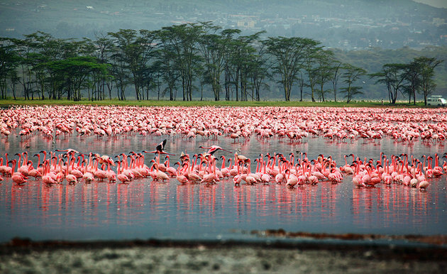 kenya-lake-nakuru-national-park.jpg