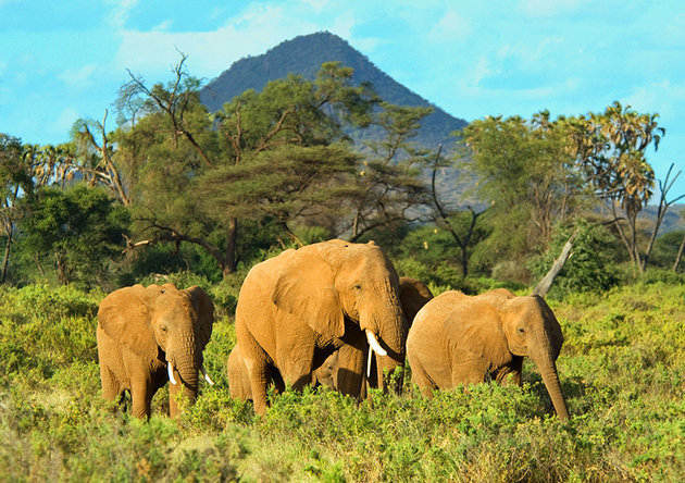 kenya-samburu-national-park.jpg