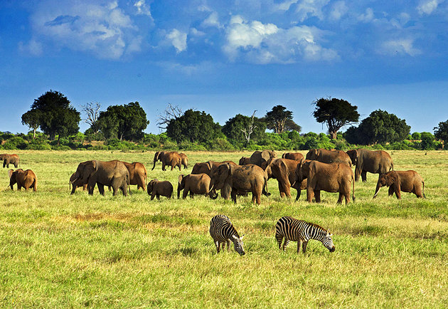 kenya-tsavo-national-park.jpg