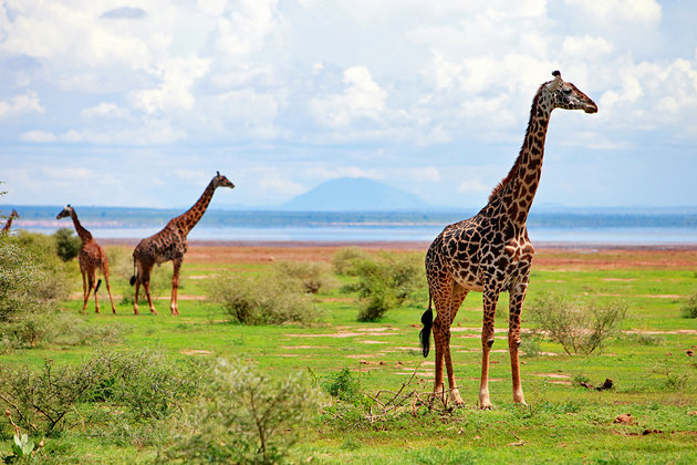 tanzania-lake-manyara-national-park.jpg