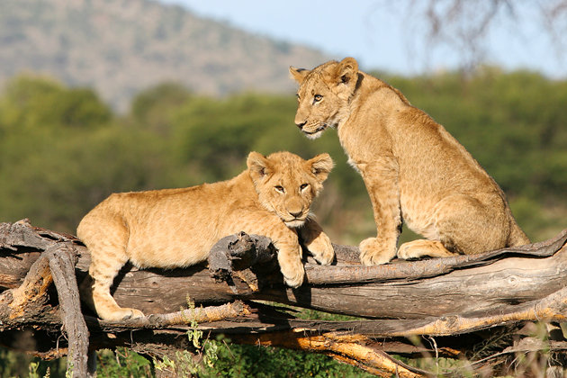 tanzania-serengeti-national-park.jpg