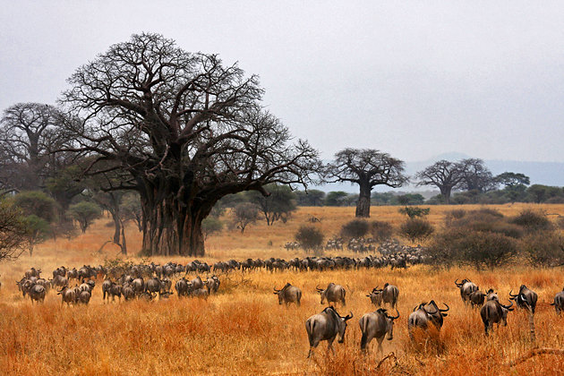 tanzania-tarangire-national-park.jpg