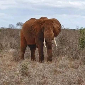 3 Days Tsavo East and West National Park From Diani/Mombasa Kenya