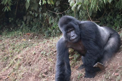 5 Days Queen Elizabeth NP, Gorilla trekking & Lake Mburo