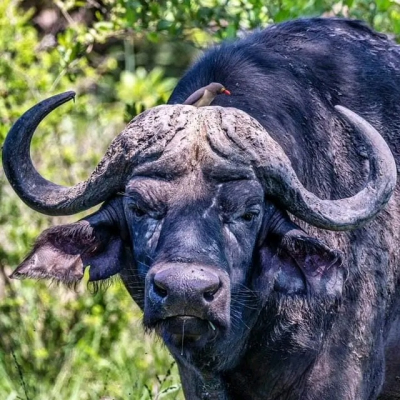 5 Days Ngorongoro & Serengeti Tanzania