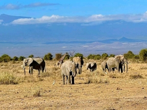 13 DAYS KENYA-TANZANIA WILDLIFE AND ZANZIBAR