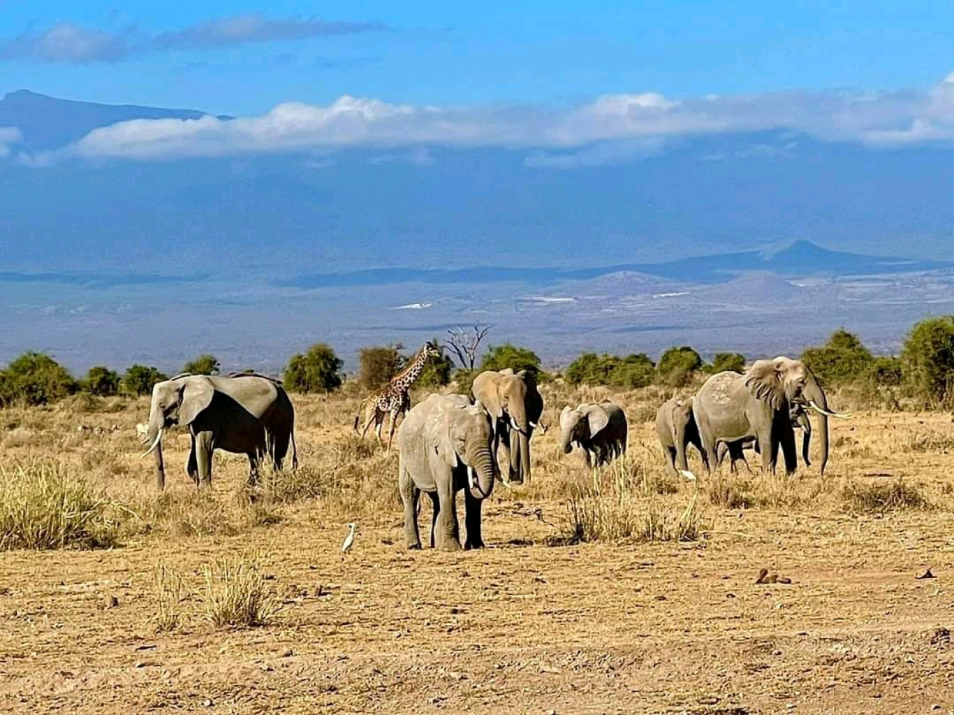 13 DAYS KENYA-TANZANIA WILDLIFE AND ZANZIBAR