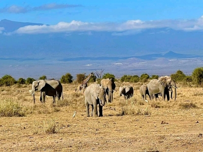 13 DAYS KENYA-TANZANIA WILDLIFE AND ZANZIBAR