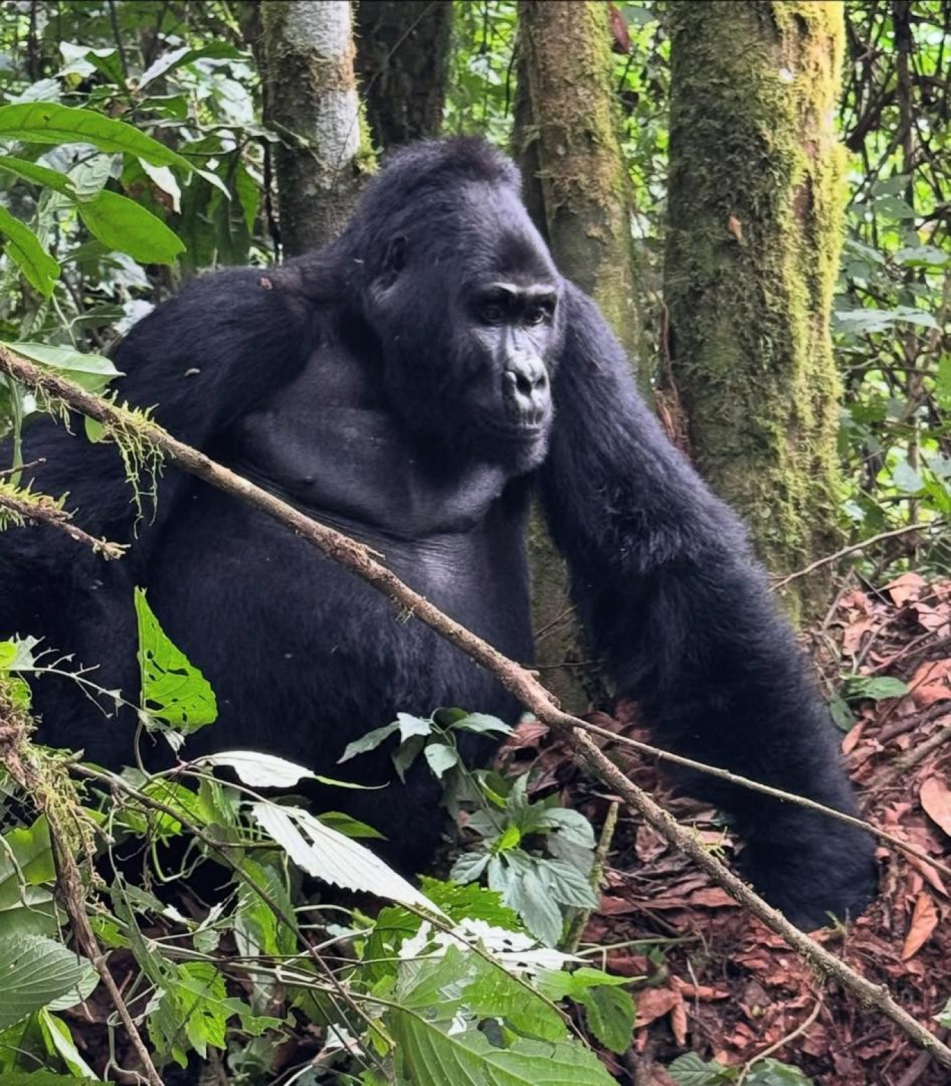 4 Days Lake Mburo &amp; Gorilla Trekking-Uganda