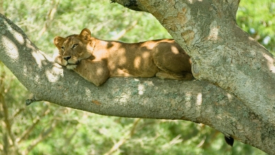 9 Days fly in Uganda Tour