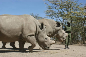 4 Days Northern White Rhinos-Kenya