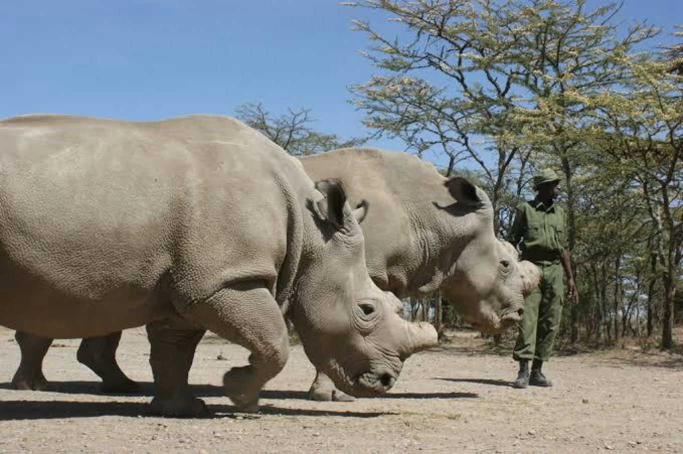 4 Days Northern White Rhinos-Kenya