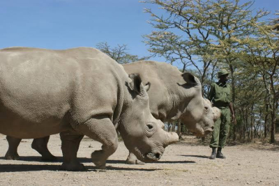 4 Days Northern White Rhinos-Kenya