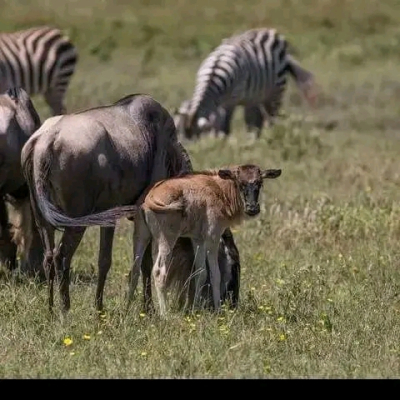 10 DAYS 9 NIGHTS SAFARI TANZANIA AND ZANZIBAR