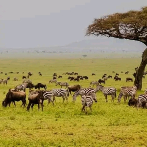 7 Days Tanzania
