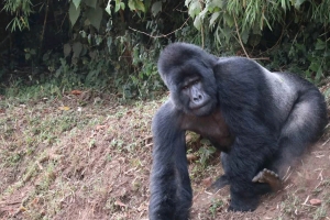 10 DAYS SARAFI IN UGANDA