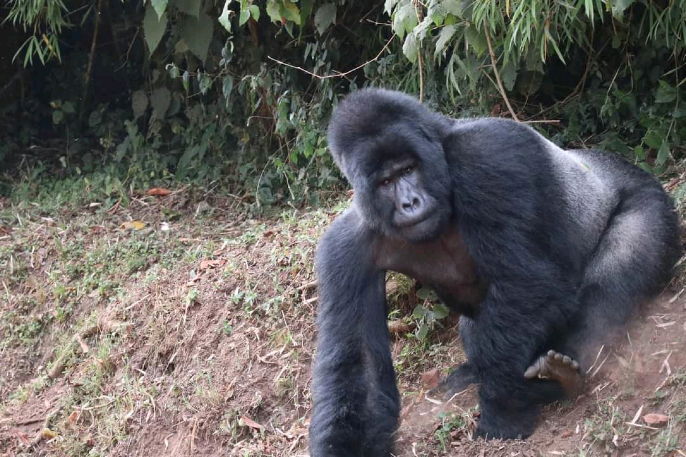 10 DAYS SARAFI IN UGANDA