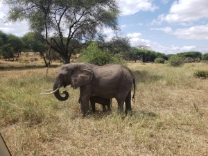 WILDLIFE SAFARI AND ZANZIBAR IN TANZANIA